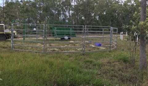 NQ man charged after releasing stray cattle from council trap