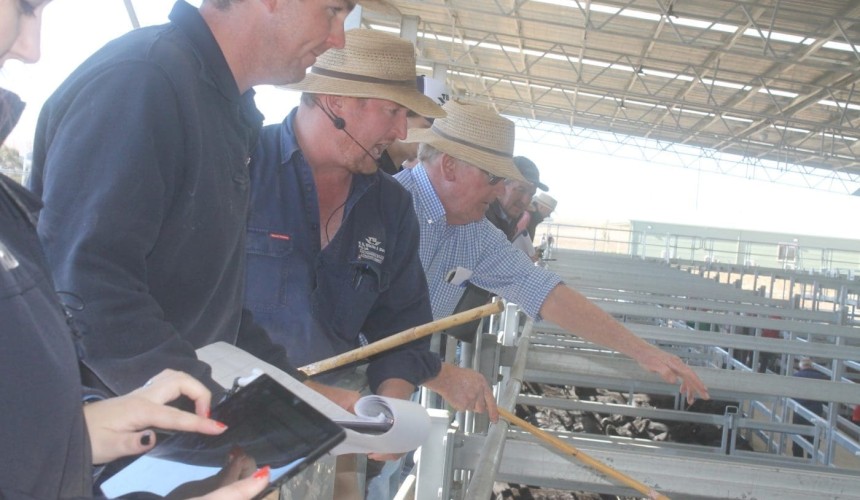 ‘Rare to find a heifer under $1200’: Prices forge higher at Ballarat + VIDEO