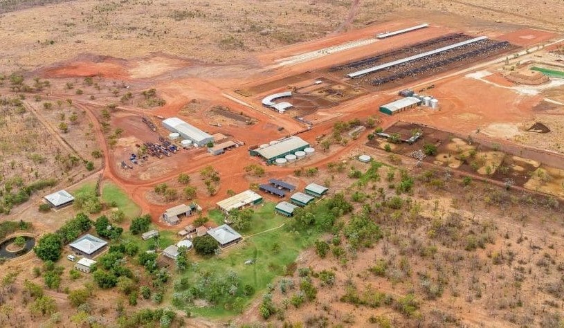 60,000 head included in Maryfield/Limbunya NT offering