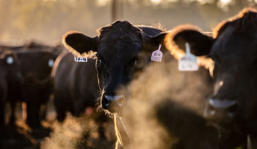 Grain fed beef sector launches grassroots campaign