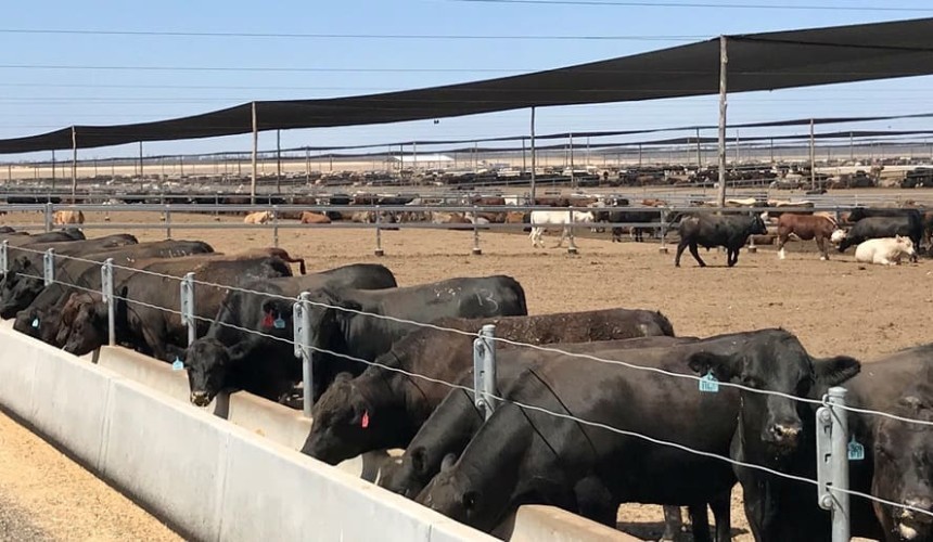 Sapphire feedlot expansion reflects growing grainfed industry confidence + VIDEOS