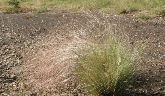 Best practice serrated tussock guide released