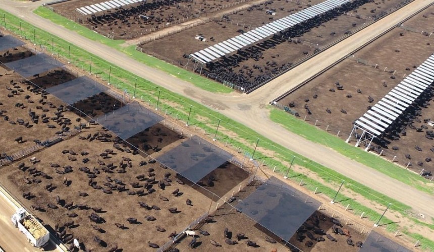 Feedlot industry encourages all yards to embrace shade by 2026