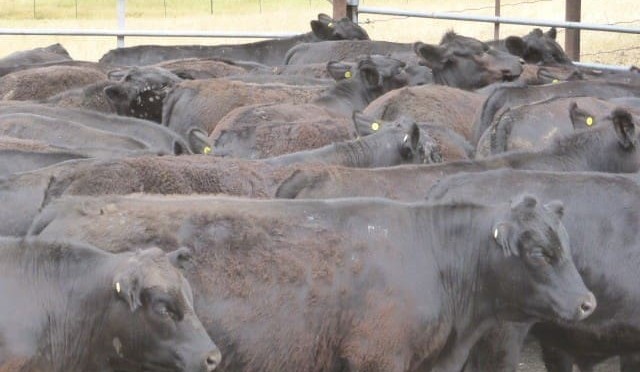 Prices steady in 16,800 head AuctionsPlus offering