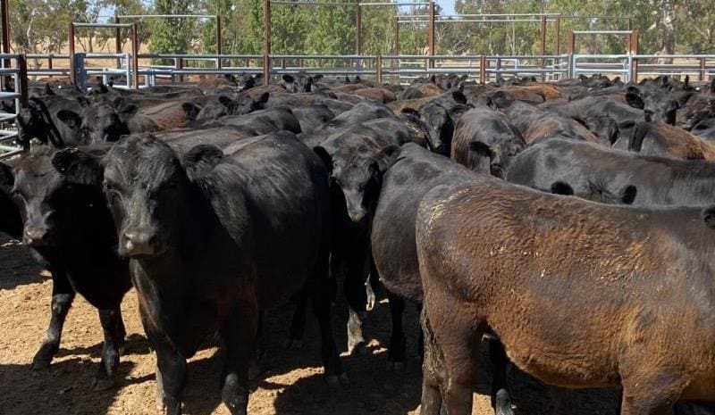Most steer categories firm to dearer in 17,965 head AuctionsPlus offering