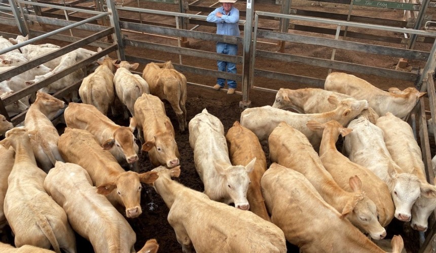 Roma store 15 Dec 2020: Far west cattle flow in for final sale of year