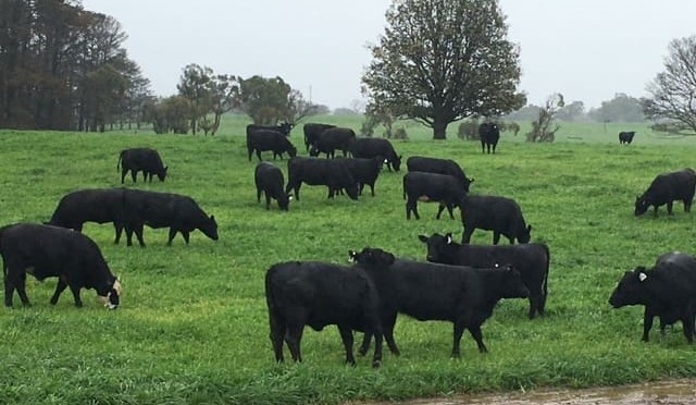 Genomic opportunities for commercial Angus breeders