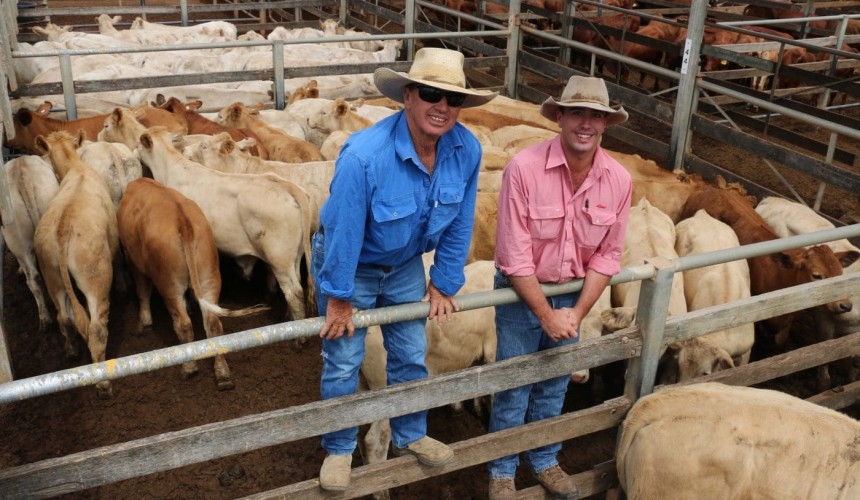 Roma store 8 Dec 2020: Cattle numbers fall