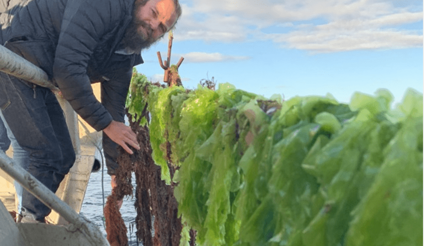 Million-dollar planet prize for CSIRO FutureFeed seaweed innovation