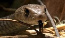 Snake bite vaccine for working dogs could be on the way