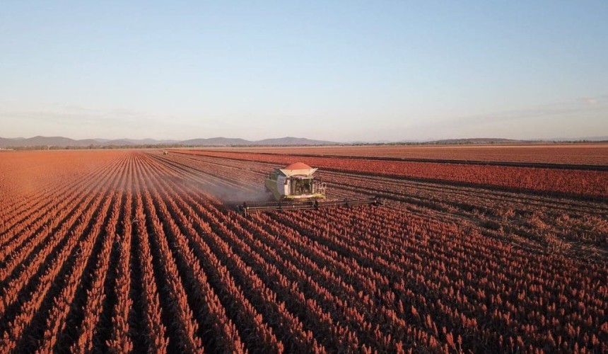 Summer crops revel in ideal conditions