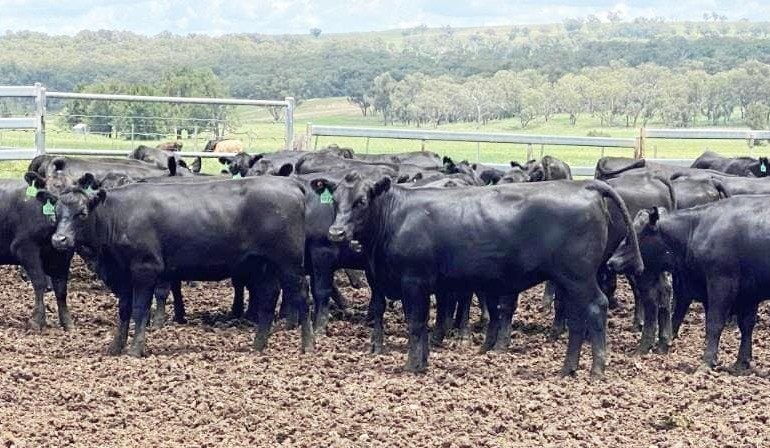 Young cattle dearer in 10,920 head AuctionsPlus offering