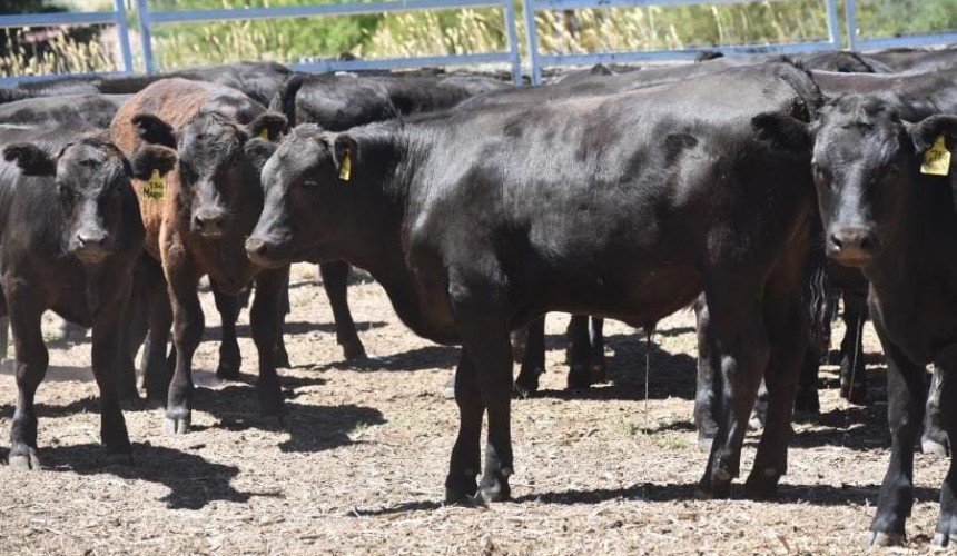 Young cattle remain near record levels in larger 12,260 head AuctionsPlus offering
