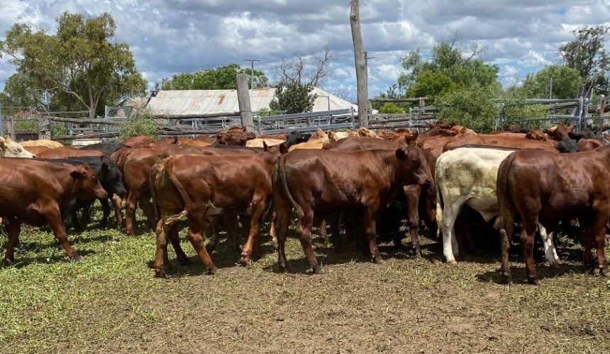 Softer price trend in larger 16,886 head AuctionsPlus offering