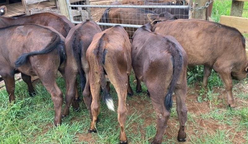 Weaner heifers top 815c/kg, in quiet start for AuctionsPlus 2021 trading year