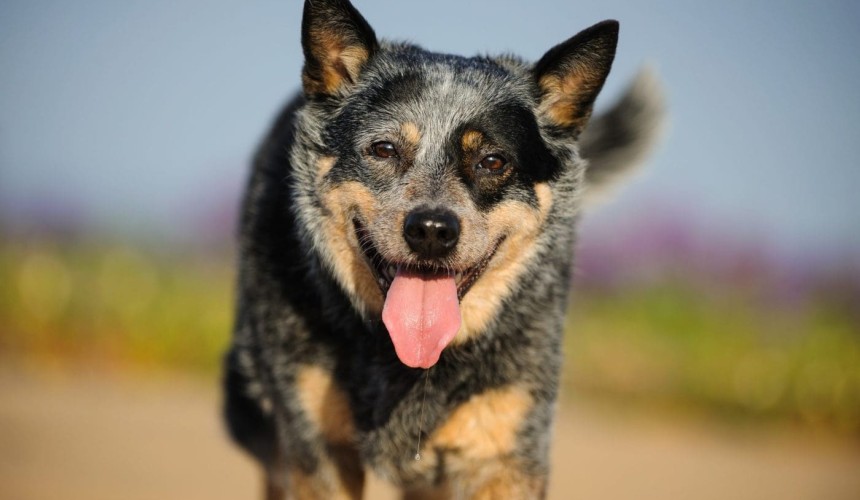 NSW dog owners urged to be alert for Ehrlichiosis