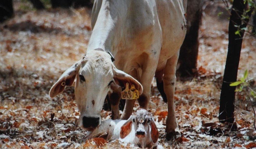 Weekly genetics review: Keeping calves alive