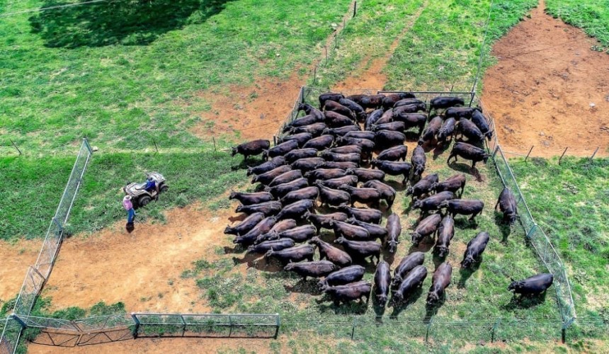 Anthrax outbreak spurs NSW vaccination warning