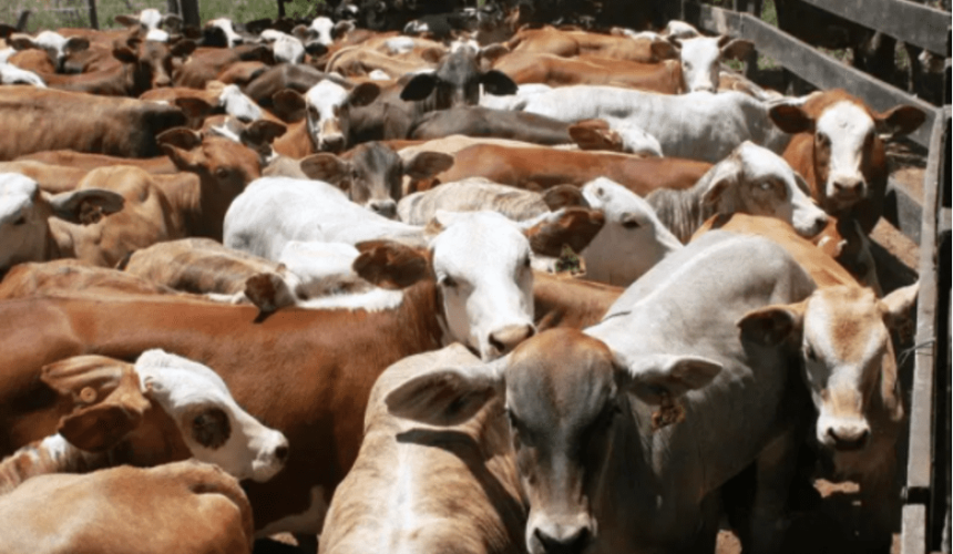 Indonesians to start negotiations with Mexican live exporters as Aussie feeder cattle rise to record prices