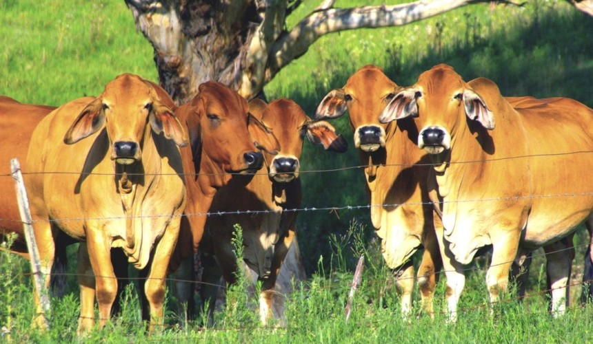 New Federal-State network to manage FMD and LSD threat in northern Australia