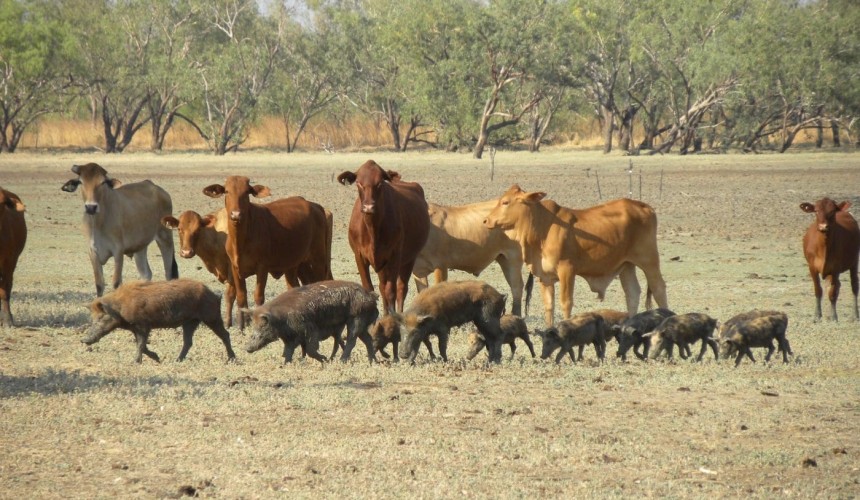 The price of pests: Australia’s $390 billion invasive species bill over past 60 years