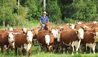 Awards for excellence in the Southern Australian livestock industries are open