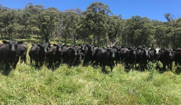 Aus cattle company makes global carbon credit sale to Microsoft