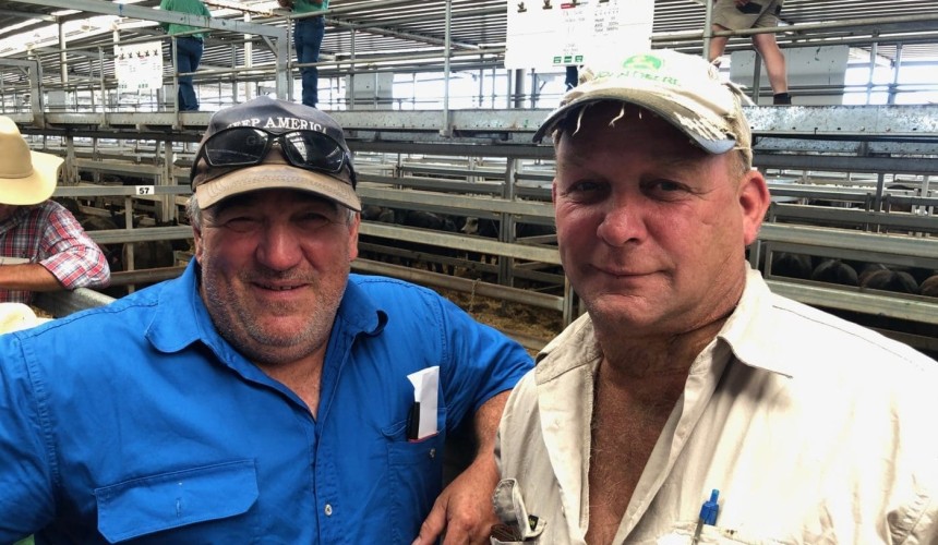Wodonga Day 1: Northern buyers feast + VIDEO – Murray Arnel