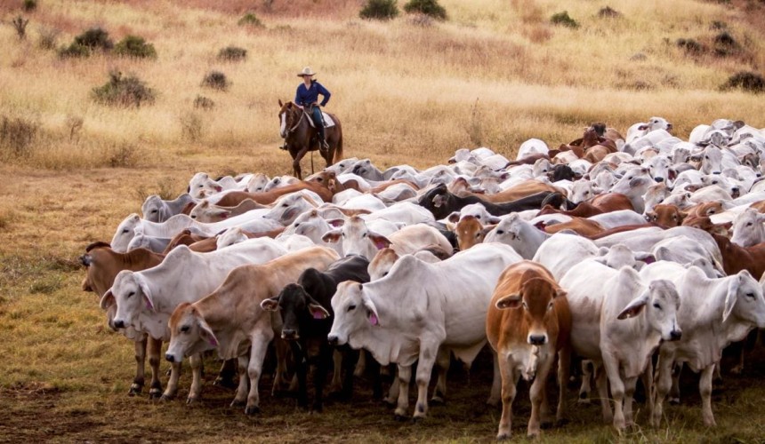 MLA approached to develop new beef herd carbon methodology