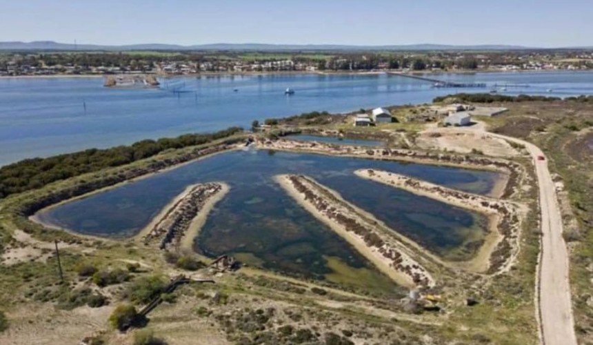Methane-reducing red seaweed farming venture seeks investors