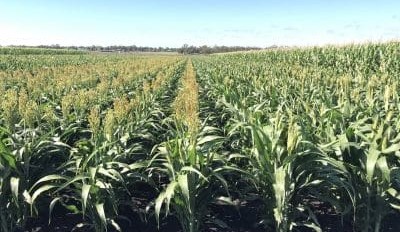 Feedgrain Focus: Prices firm on global strength