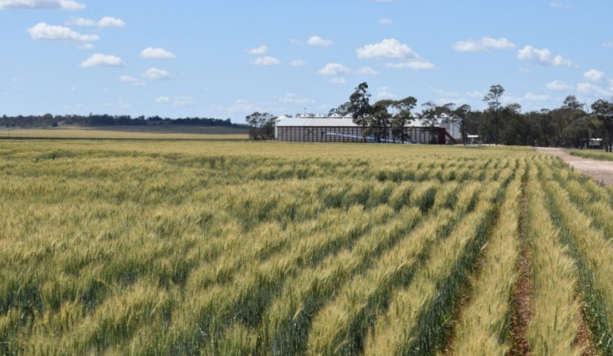 Winter harvest near record, summer crop on the improve: ABARES