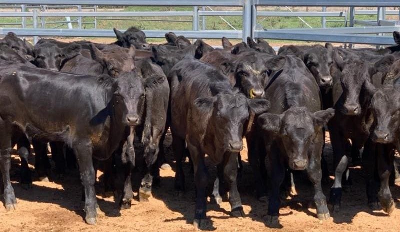 Big drops seen in light steers and heifers on AuctionsPlus