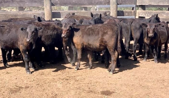 Young cattle prices rise in 17,867 head AuctionsPlus offering