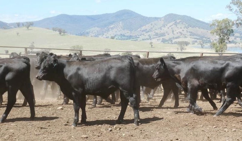 Price trends mixed on 18,203 head AuctionsPlus offering