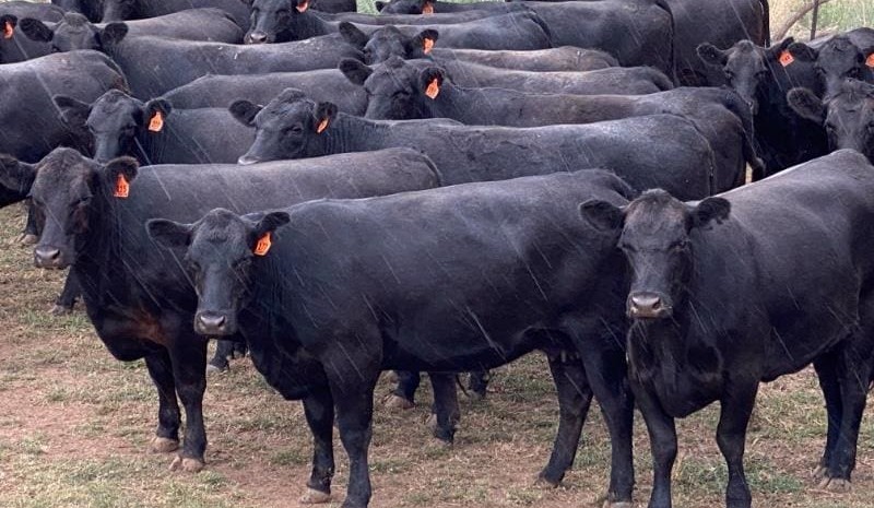 PTIC heifers to $3060 in 19,803 head AuctionsPlus offering
