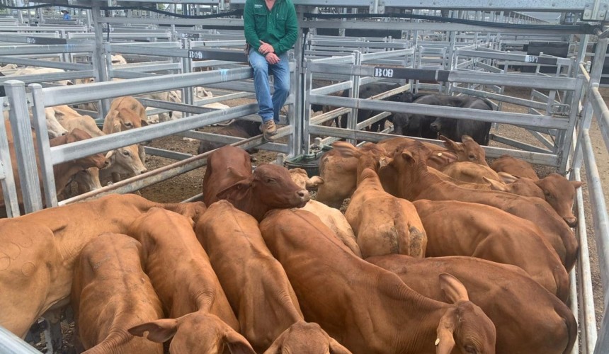 Steers smash 600c/kg at CQLX Gracemere