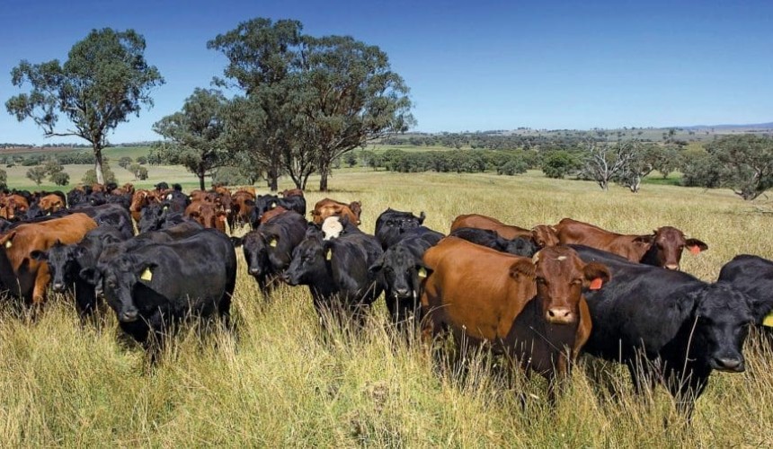 UQ research produces first model of public attitudes towards the cattle industry