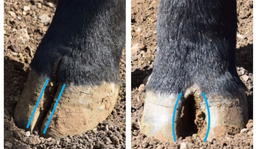 Changes for Angus structural soundness EBVs