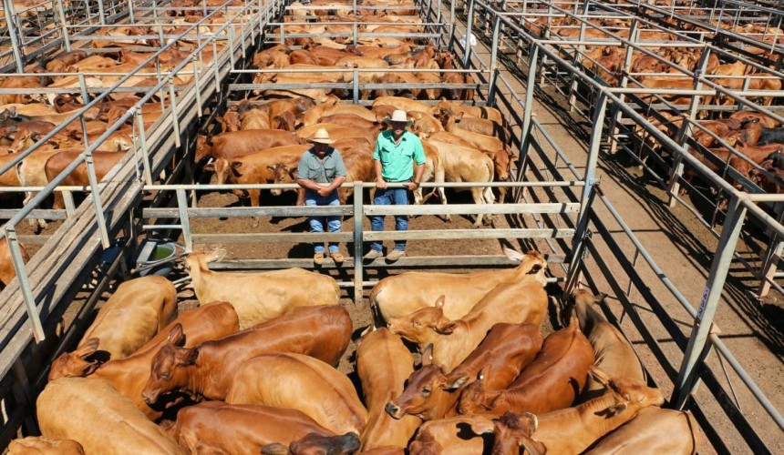 Roma store sale 16 Feb 2021: Prices firm in smaller yarding