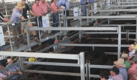‘Strongest demand I’ve seen’: 5024 steers average $1999/head at Ballarat + VIDEO
