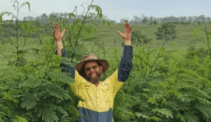 Leucaena success on ‘second rate’ country highlights productivity gain potential