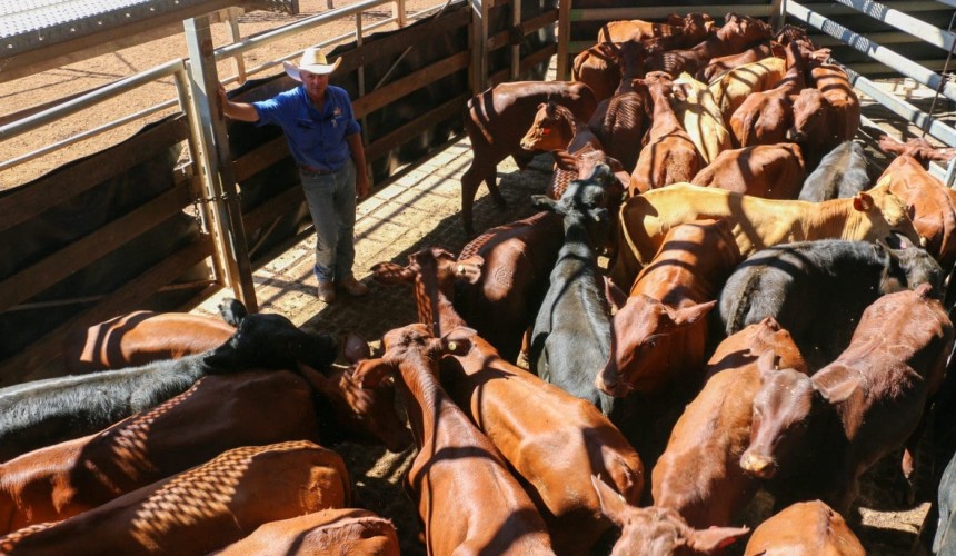 Roma store sale 23 Feb 2021: Prices ease in larger yarding