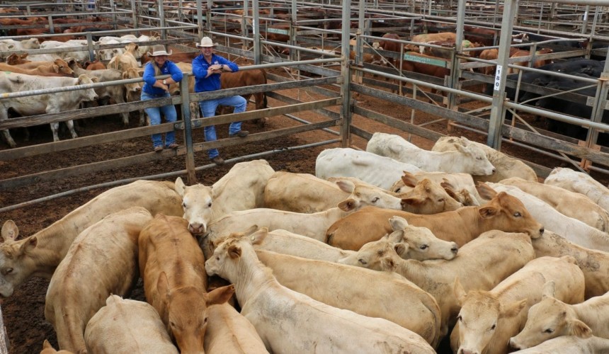 Roma store sale 2 February: Second yarding of year increases to 8000 head