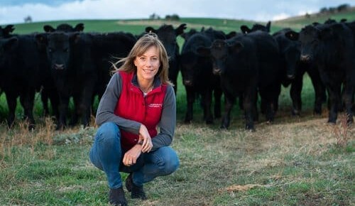 $600,000 grant for agtech device which analyses cow’s breath for pregnancy status