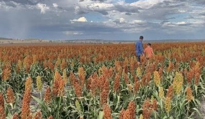 Feedgrain Focus: Markets soften on flattened demand
