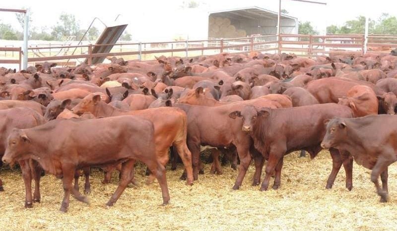 Young cattle values drift lower in 19,226 head AuctionsPlus offering