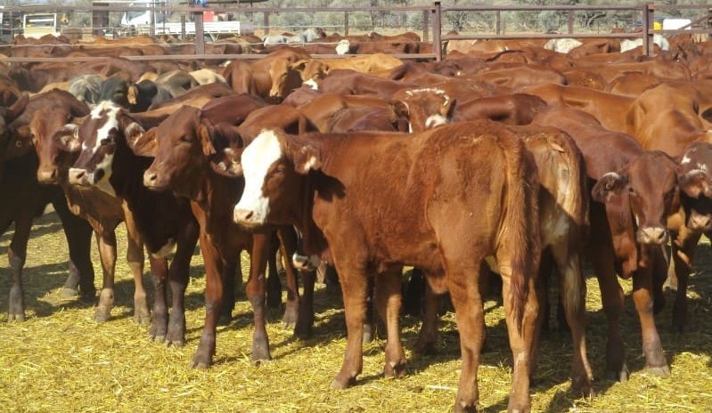 Rain delivers lift in AuctionsPlus market