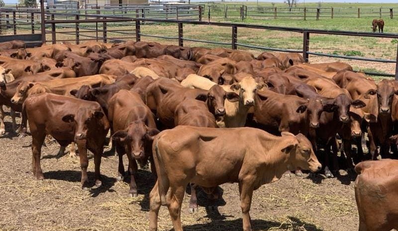 Price trends mixed in smaller 18,876 head AuctionsPlus offering