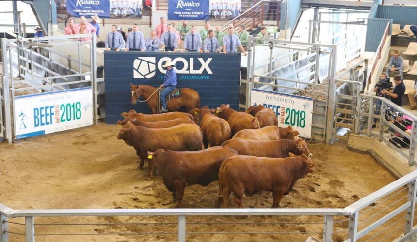 Beef 2021 commercial cattle entries closing soon